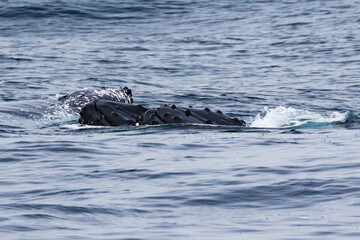 Fototapeta premium Humpback Whales passing the East Australian coastline as they follow their annual migration route