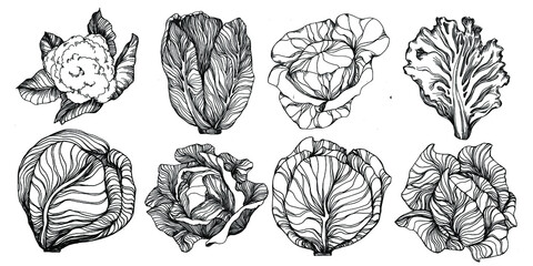 Cabbage hand drawing sketch vector illustration. Isolated vegetable engraved style object. The best for design logo, menu, label, icon, stamp. Vintage style.