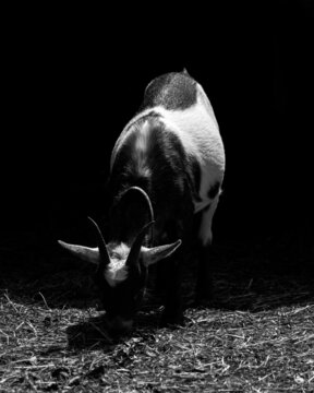 black and white goat eating grass