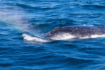 Naklejka premium Humpback whales as they travel south down the east Australian coastline as they continue on their epic migration 