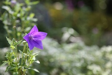 Kikyo blooming in a Japanese garden