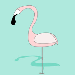 Flamingo