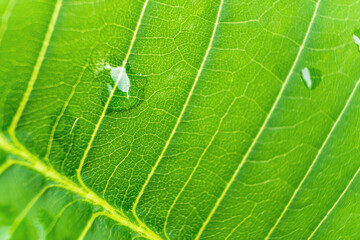 Close-up,Beautiful fresh green leaf with drop of water nature background.