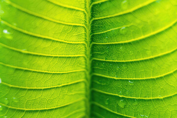 Close-up,Beautiful fresh green leaf with drop of water nature background.