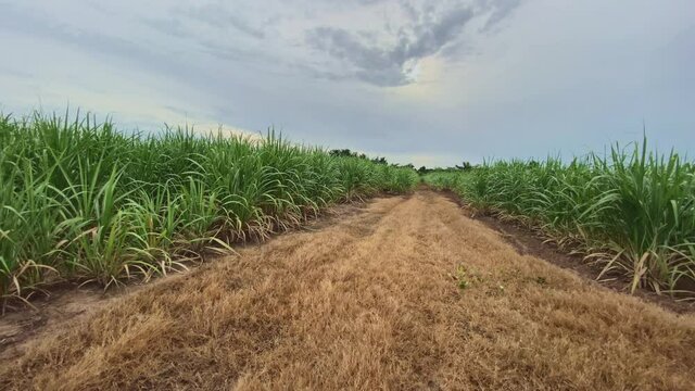 4k video sugar sugarcane field