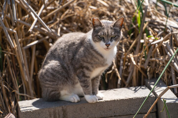 Wild cat in Fremont Central Park.