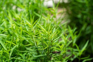 vegetable, aromatic, healthy, food, ingredient, health, herbal medicine, fresh, growth, garden, plant, tarragon, leaf, nature, natural, green, grass, closeup, outdoor, herbal, macro, organic, herb