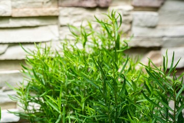 vegetable, aromatic, healthy, food, ingredient, health, herbal medicine, fresh, growth, garden, plant, tarragon, leaf, nature, natural, green, grass, closeup, outdoor, herbal, macro, organic, herb