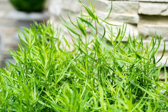 vegetable, aromatic, healthy, food, ingredient, health, herbal medicine, fresh, growth, garden, plant, tarragon, leaf, nature, natural, green, grass, closeup, outdoor, herbal, macro, organic, herb