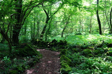 a refreshing spring forest with a path, in the sunlight