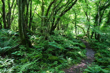 Obraz premium a refreshing spring forest with a path, in the sunlight