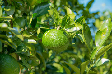 青ゆずの実がなるゆずの木、ゆず畑、鹿児島、日本