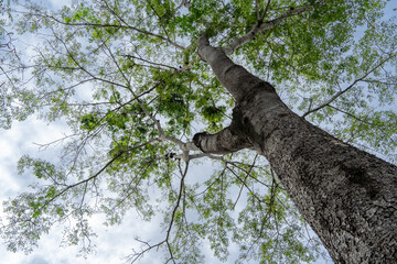 Under the tall trees that provide shade during the day