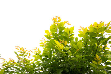 leaves