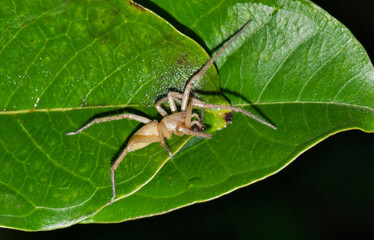 Yellow Sac spider (Cheiracanthium) on a Crepe Myrtle leaf hunting at night in Houston, TX. Their bites can cause mild necrosis.