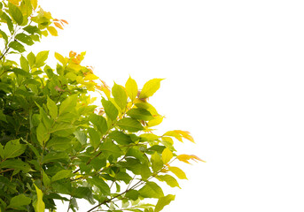 leaves