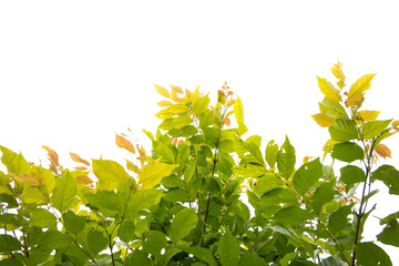 leaves