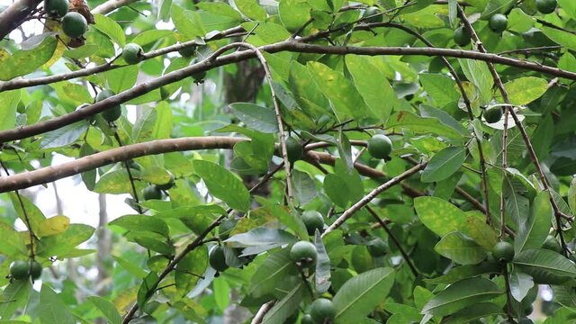 Green and unripe guava plant branches leaning. Hybrid Psidium guajava tree