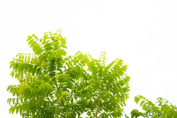 leaves