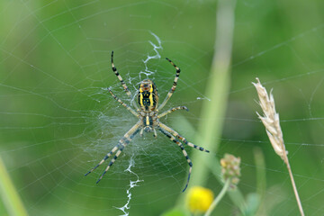 Ventral side of a wasp spider (Agriope bruennichi) in it's orb-web. Web shows stabilimentum.