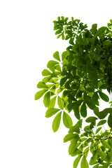 green leaves isolated on white