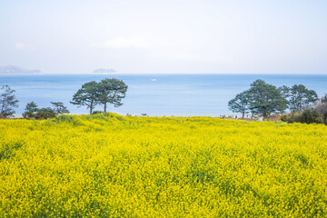 Fototapeta na wymiar Photo taken in a yellow flower field with the sea and sky in the background