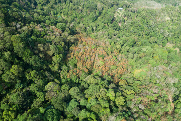 Aerial view Drone camera top view rainforest trees ecology with healthy environment concept and summer background.