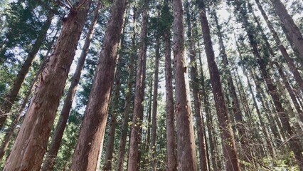 Fototapeta premium 秋保大滝 日本三大名瀑 日本三名瀑 日本の滝百選 蔵王国定公園 県立自然公園二口峡谷 仙台 宮城県