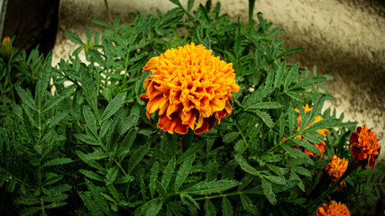 Fototapeta na wymiar flowers plants