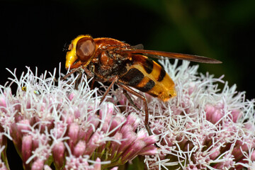 Hornet mimic hoverfly // Hornissenschwebfliege (Volucella zonaria)