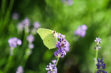 Beautiful yellow Gonepteryx rhamni or common brimstone butterfly on a purple lavender flower in a sunny garden.