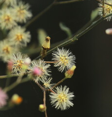 wild flowers are blooming in the forest in springtime