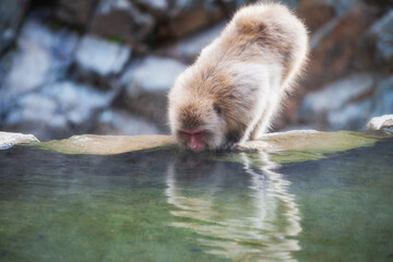 Snow monkey drink hot spring water in winter