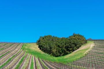 A copse of trees forms a green heart shape on scenic hill surrounded by vineyard near Paso Robles,...