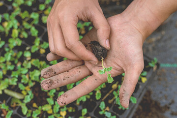 Gardening concept a farmer bringing seedling in nursery pots preparing for growing in the soil plots
