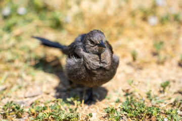 Female Brewer's Blackbird (Euphagus cyanocephalus)