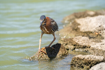 Green heron (Butorides striatus) stands on a stone in a lake. 