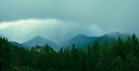 Alpine pine thickets against the background of a foggy mountain landscape