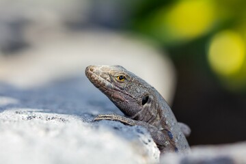 Gallotia galloti, blight lizard resting on white rock in Tenerife, Spain.