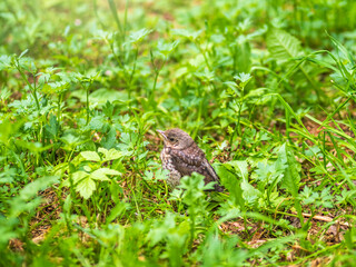 A fieldfare chick, Turdus pilaris, has left the nest and sitting on the spring lawn. A fieldfare chick sits on the ground and waits for food from its parents.