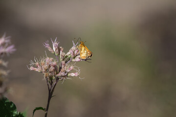 Close up view of a cute little golden skipper butterfly moth feeding on the blossoms and buds of a blooming Joe-Pye weed plant, with defocused background
