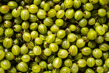 Background of green  organic gooseberry.