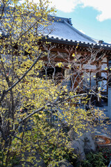 Fototapeta premium 大蓮寺境内の満開の蝋梅