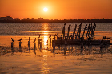 Obraz premium Beautiful red and orange sunset over the sea. The sun goes down over the sea. A flock of cormorants sits on a old sea pier in orange sunset light