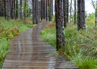 landscape from the bog, bog after rain, wet wooden footbridges in wet bog, dark storm clouds, traditional bog vegetation, heather, grass, bog pines, Tolkuse bog hiking trail, Parnu county, Estonia