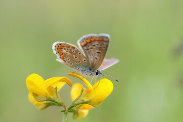 Female common blue butterfly (Polyommatus icarus) feeding nectar on a yellow lotus blossom.