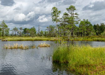landscape from the bog, bog after rain, bog lake, dark storm clouds, traditional bog vegetation, heather, grass, bog pines, Tolkuse raba matkarada, Parnu county, Estonia