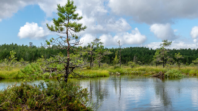 landscape from the bog, bog after rain, bog lake, dark storm clouds, traditional bog vegetation, heather, grass, bog pines, Tolkuse raba matkarada, Parnu county, Estonia