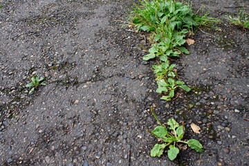green grass sprouted through the asphalt. grass on the asphalt