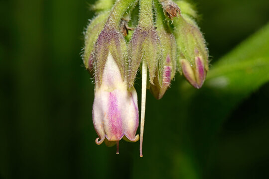 Echter Beinwell // Comfrey (Symphytum officinale)